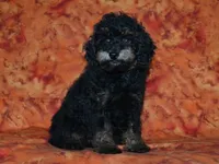 AKC Rhett, a male Poodle - Toy  for sale in Lamar, MO – 2 of 5