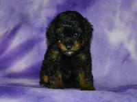 AKC Allie, a female Poodle - Toy  for sale in Lamar, MO – 3 of 4