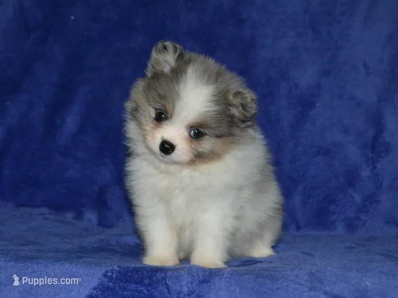 AKC Sadie – Pomeranian puppy for sale in Lamar, MO