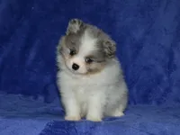AKC Sadie, a female Pomeranian for sale in Lamar, MO – 1 of 3