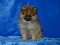 AKC Dylan, a male Pomeranian for sale in Lamar, MO – 5 of 9
