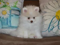 AKC Atlas, a male Pomeranian for sale in Lamar, MO – 4 of 4
