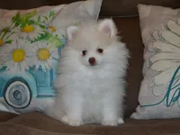 AKC Atlas, a male Pomeranian for sale in Lamar, MO – 2 of 4