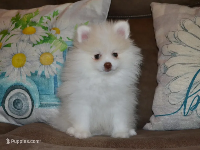 AKC Atlas – Pomeranian puppy for sale in Lamar, MO