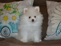 AKC Atlas, a male Pomeranian for sale in Lamar, MO – 1 of 4