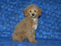AKC Rally, a male Poodle - Miniature  for sale in Lamar, MO – Photo 2 of 5
