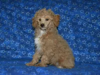 AKC Rally, a male Poodle - Miniature  for sale in Lamar, MO – Photo 4 of 5