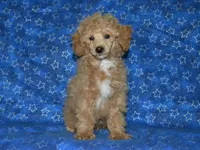 AKC Rally, a male Poodle - Miniature  for sale in Lamar, MO – Photo 1 of 5
