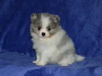 AKC Sadie, a female Pomeranian for sale in Lamar, MO – 3 of 3
