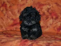 AKC Cleo, a female Poodle - Toy  for sale in Lamar, MO – Photo 3 of 5