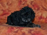 AKC Cleo, a female Poodle - Toy  for sale in Lamar, MO – Photo 2 of 5