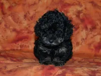 AKC Cleo, a female Poodle - Toy  for sale in Lamar, MO – Photo 1 of 5