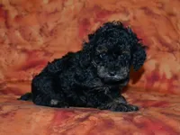 AKC Cleo, a female Poodle - Toy  for sale in Lamar, MO – Photo 4 of 5