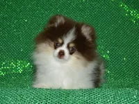 AKC Yoshi, a male Pomeranian for sale in Lamar, MO – 5 of 7