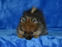 AKC Dylan, a male Pomeranian for sale in Lamar, MO – 4 of 9