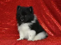 AKC Willie, a male Pomeranian for sale in Lamar, MO – 4 of 4
