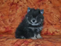 AKC Ozzy, a male Pomeranian for sale in Lamar, MO – 3 of 3