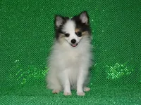 AKC Jasper, a male Pomeranian for sale in Lamar, MO – 5 of 5
