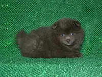AKC Felix, a male Pomeranian for sale in Lamar, MO – 3 of 3