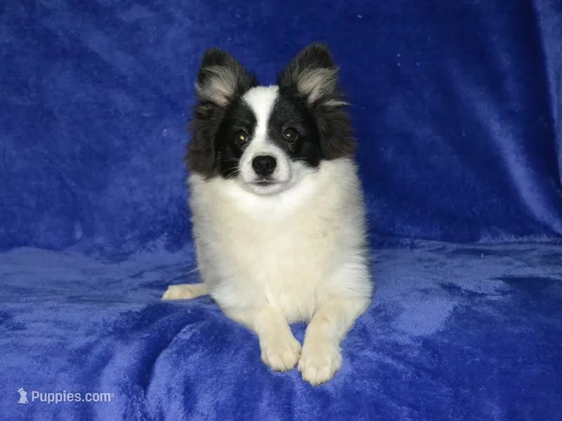 AKC York – Pomeranian puppy for sale in Lamar, MO