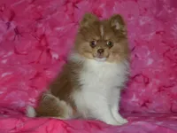 AKC Millie, a female Pomeranian for sale in Lamar, MO – 2 of 5
