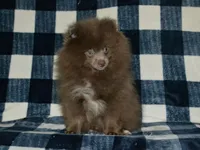 AKC Felix, a male Pomeranian for sale in Lamar, MO – 3 of 3