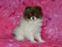 AKC Coco, a female Pomeranian for sale in Lamar, MO – 5 of 5