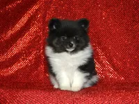 AKC Bianca, a female Pomeranian for sale in Lamar, MO – Photo 3 of 4