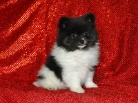 AKC Bianca, a female Pomeranian for sale in Lamar, MO – Photo 4 of 4