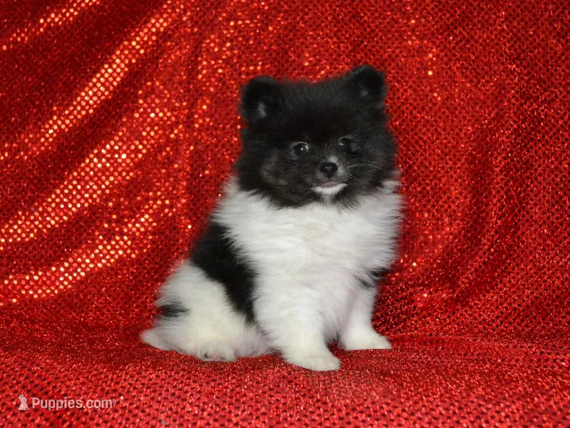 AKC Bianca – Pomeranian puppy for sale in Lamar, MO