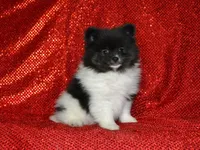 AKC Bianca, a female Pomeranian for sale in Lamar, MO – Photo 1 of 4
