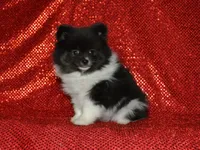 AKC Bianca, a female Pomeranian for sale in Lamar, MO – Photo 2 of 4