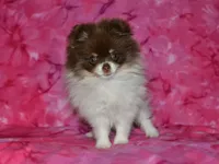 AKC Coco, a female Pomeranian for sale in Lamar, MO – 4 of 5