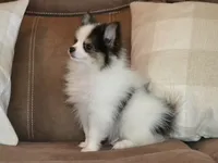 AKC Jasper, a male Pomeranian for sale in Lamar, MO – 3 of 4