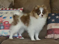 AKC Remy, a male Pomeranian for sale in Lamar, MO – 3 of 4