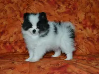 AKC Benny, a female Pomeranian for sale in Lamar, MO – 4 of 5