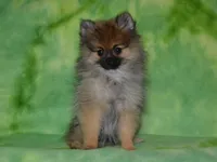 AKC Dylan, a male Pomeranian for sale in Lamar, MO – 3 of 4