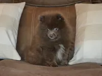AKC Felix, a male Pomeranian for sale in Lamar, MO – 4 of 4
