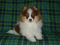 AKC Remy, a male Pomeranian for sale in Lamar, MO – 5 of 5