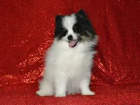 AKC Benny, a male Pomeranian for sale in Lamar, MO – 3 of 4