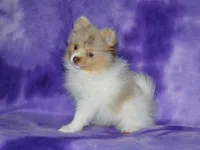 AKC Cami, a female Pomeranian for sale in Lamar, MO – 4 of 5