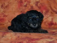 AKC Rhett, a male Poodle - Toy  for sale in Lamar, MO – 3 of 3