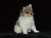 AKC Roxy, a female Pomeranian for sale in Lamar, MO – Photo 2 of 5