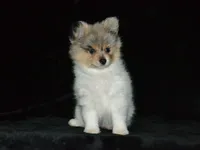 AKC Roxy, a female Pomeranian for sale in Lamar, MO – Photo 3 of 5