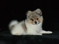 AKC Roxy, a female Pomeranian for sale in Lamar, MO – Photo 1 of 5