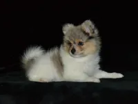 AKC Roxy, a female Pomeranian for sale in Lamar, MO – Photo 4 of 5