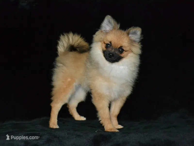AKC Dylan – Pomeranian puppy for sale in Lamar, MO