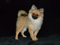 AKC Dylan, a male Pomeranian for sale in Lamar, MO – 1 of 4