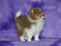 AKC Millie, a female Pomeranian for sale in Lamar, MO – 5 of 6