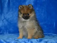 AKC Dylan, a male Pomeranian for sale in Lamar, MO – 8 of 9